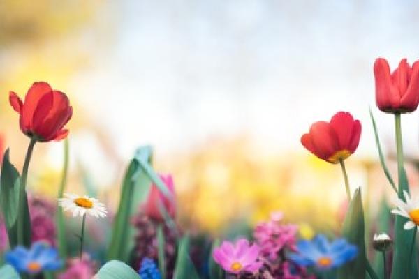 red tulips garden parkinsons